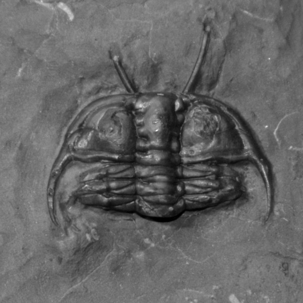 Leviceraurus mammilloides