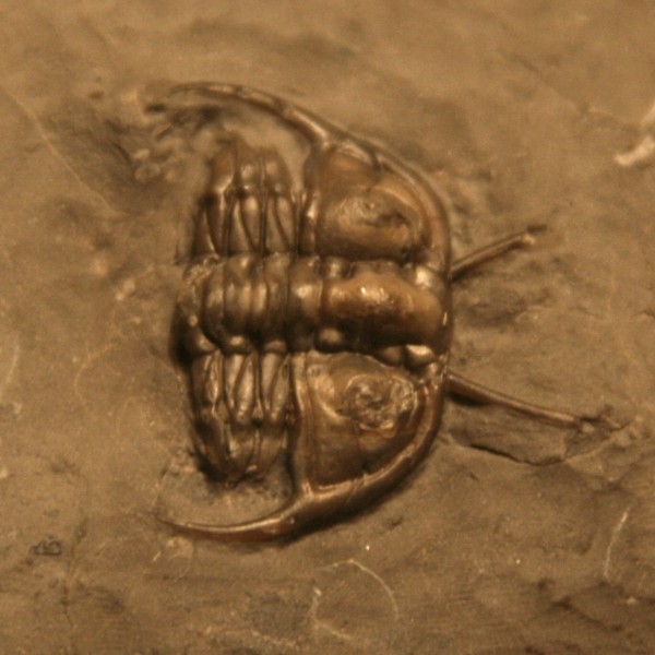 Leviceraurus mammilloides