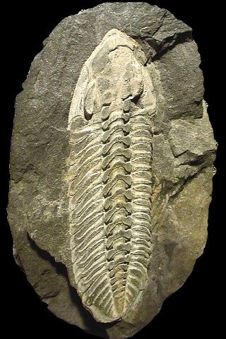 Phacopidina micheli