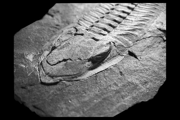 Phacopidina micheli