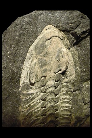 Phacopidina micheli