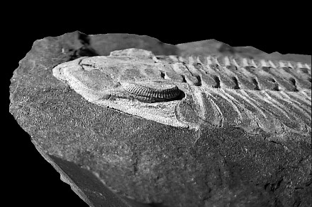 Phacopidina micheli