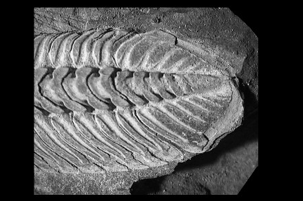 Phacopidina micheli