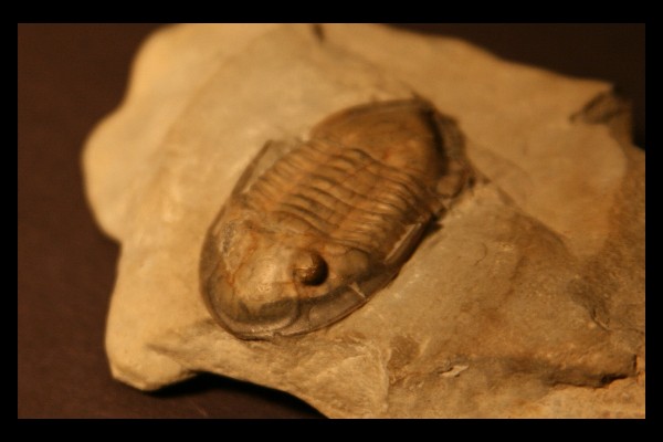 Isotelus maximus