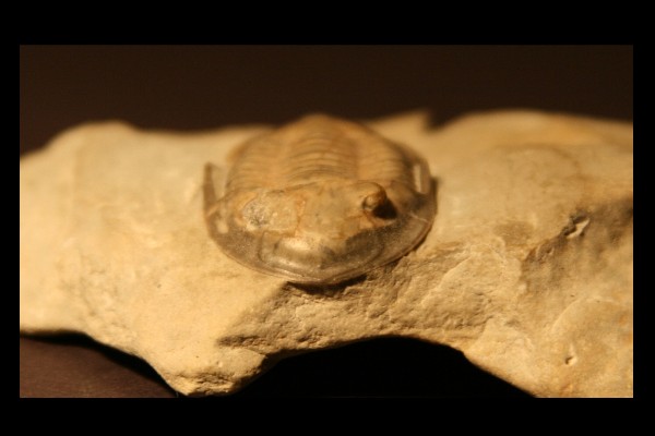 Isotelus maximus