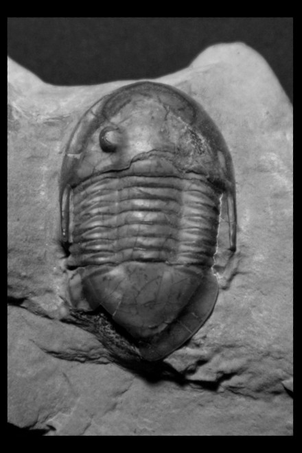 Isotelus maximus