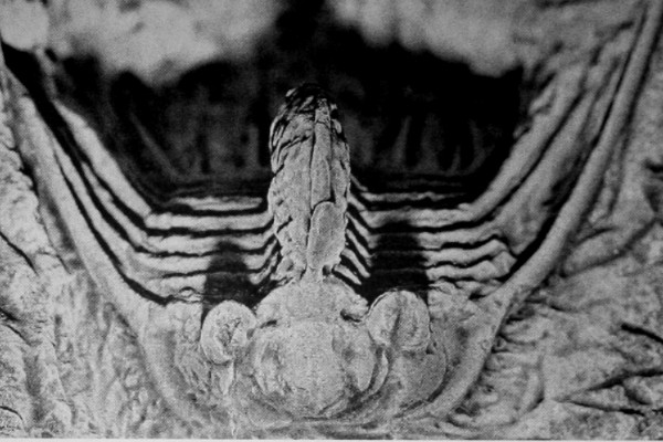 Leonaspis spinicurva